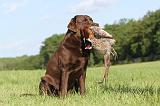 LABRADOR 488